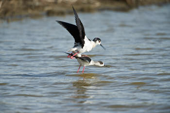 Echassse blanches,<br>NIKON D700, 700 mm, 250 ISO,  1/1250 sec,  f : 6.3 